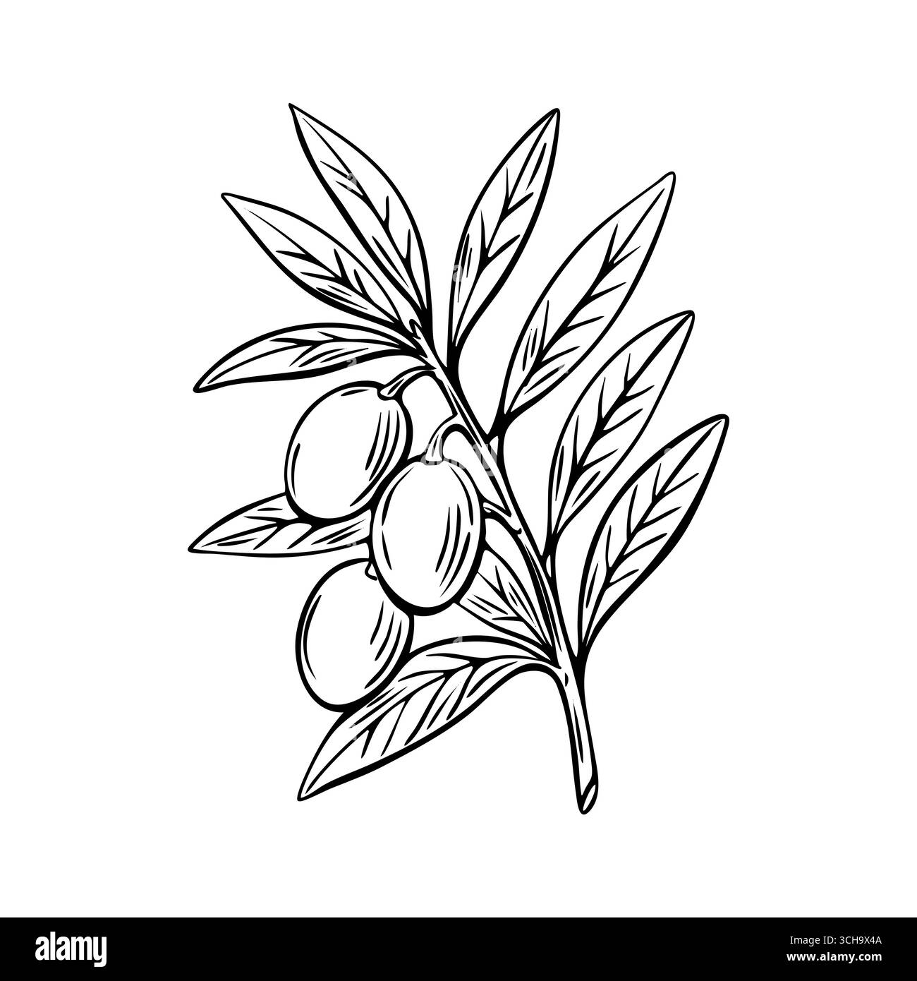 Vettoriale del ramo d'ulivo inciso in stile mediterraneo disegnato a mano. Ideale per imballaggi alimentari biologici, etichette o marchi culinari. Illustrazione Vettoriale