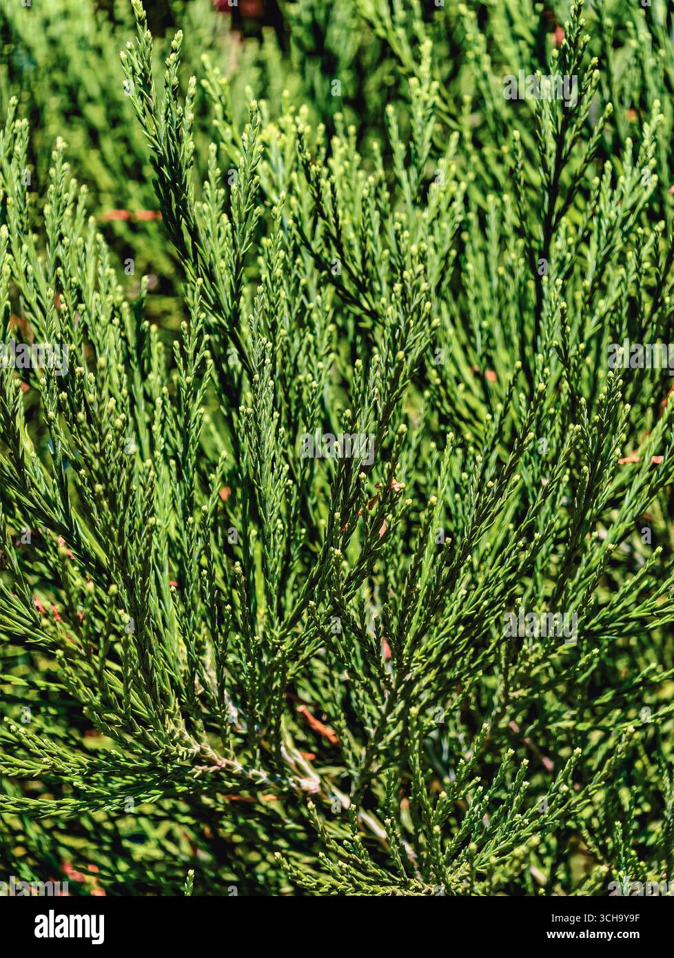 Cypress Tree Evergreen Foliage - Green Needle Conifer Branches in Nature Closeup, ideale per campagne botaniche, pubblicità, Marketing, contenuti social media, sfondi telefonici, sfondi sfumati Foto Stock