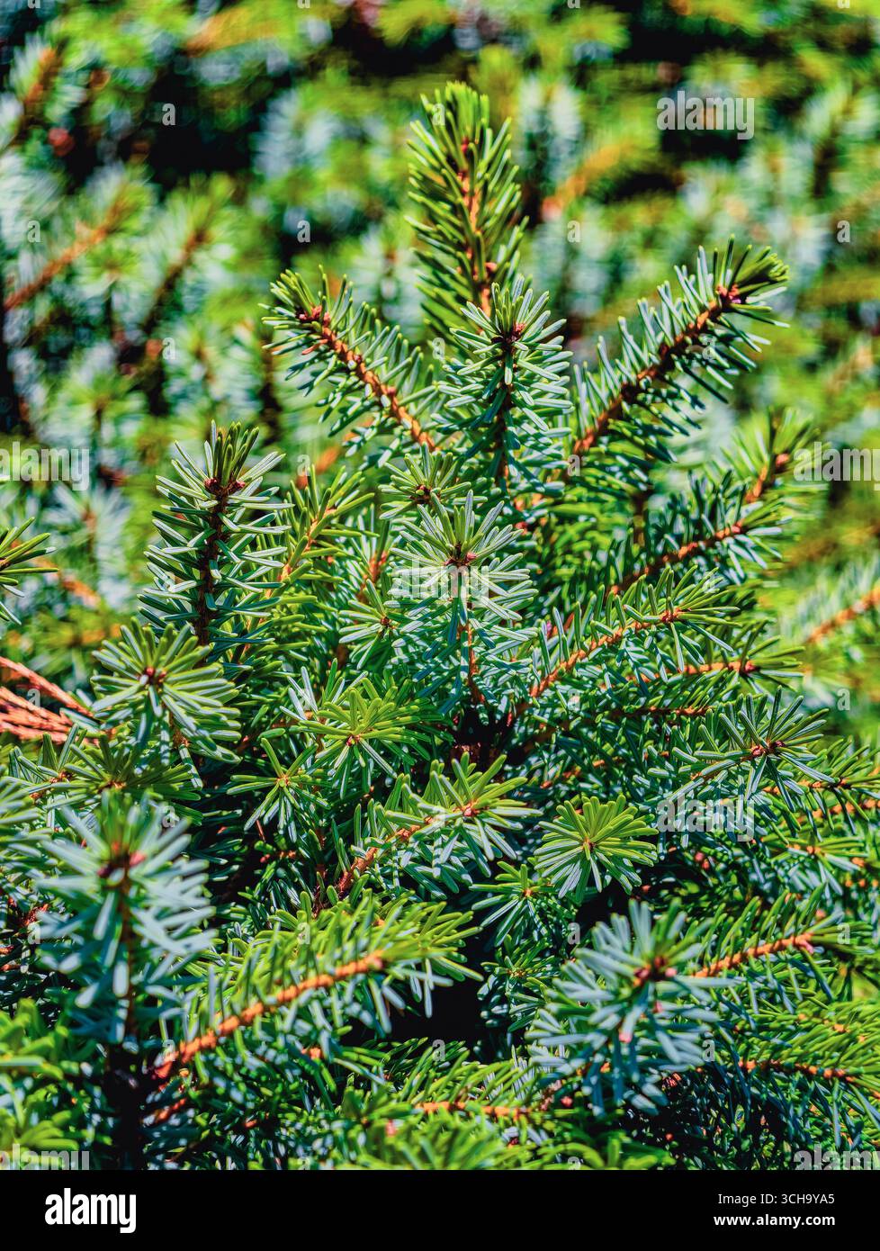 Rami di abete rosso verde - aghi blu blu blu blu blu blu verde in primo piano nella foresta sullo sfondo della natura, ideale per campagne botaniche, pubblicità, marketing, contenuti di social media Foto Stock