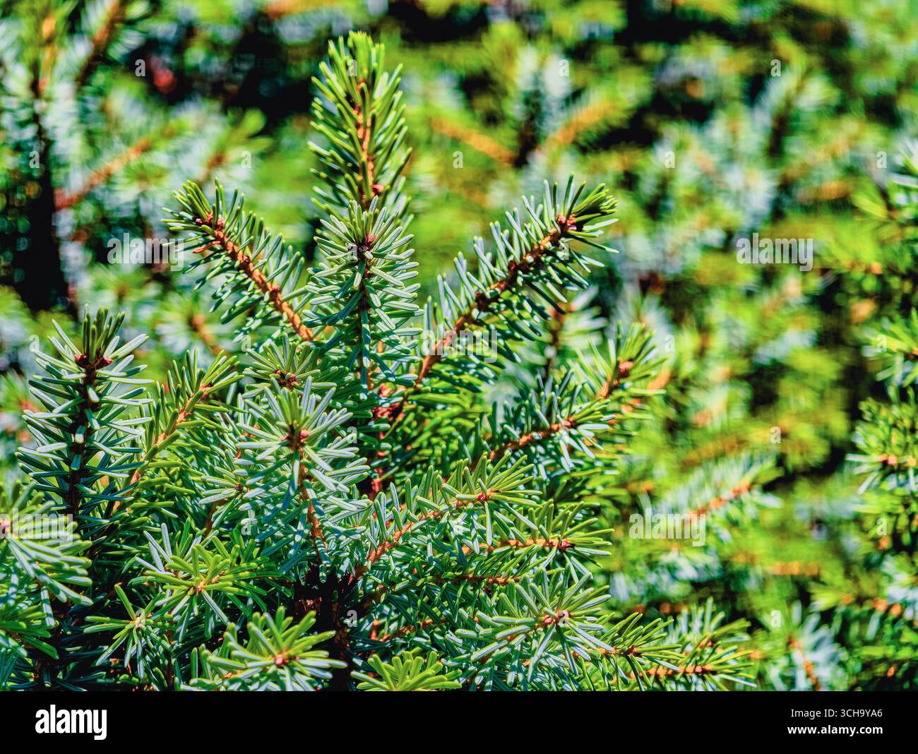 Abete rosso rami Evergreen - aghi blu verde Conifer nel primo piano della foresta contro sfondo naturale, ideale per campagne botaniche, pubblicità, marketing, contenuti social media, sfondi telefonici Foto Stock