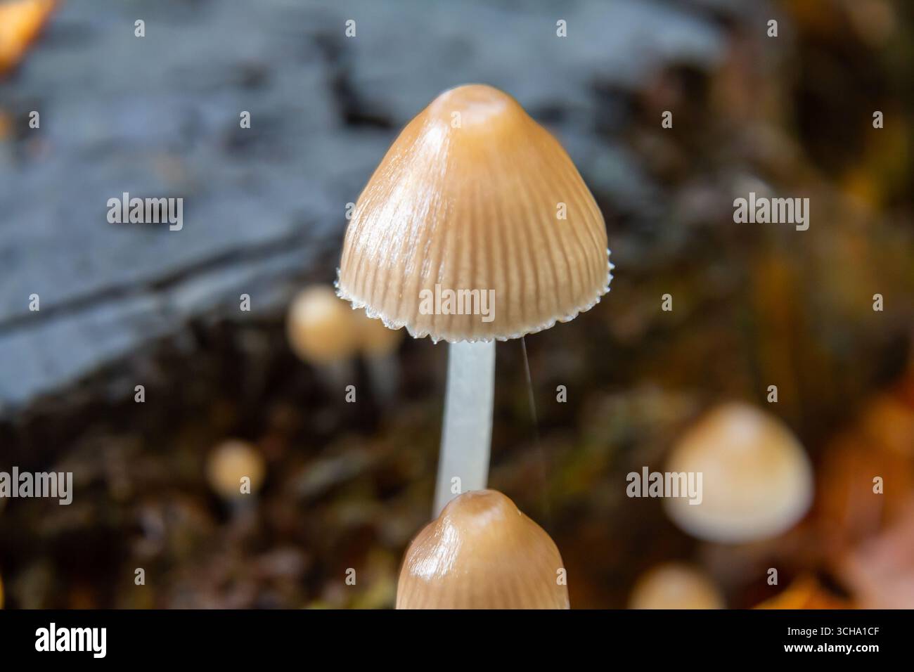 I funghi crescono su legno in decadenza in una foresta all'inizio dell'autunno, evidenziando i dettagli di Psathyrella e Mycena galericulata con la loro caratteristica unica Foto Stock