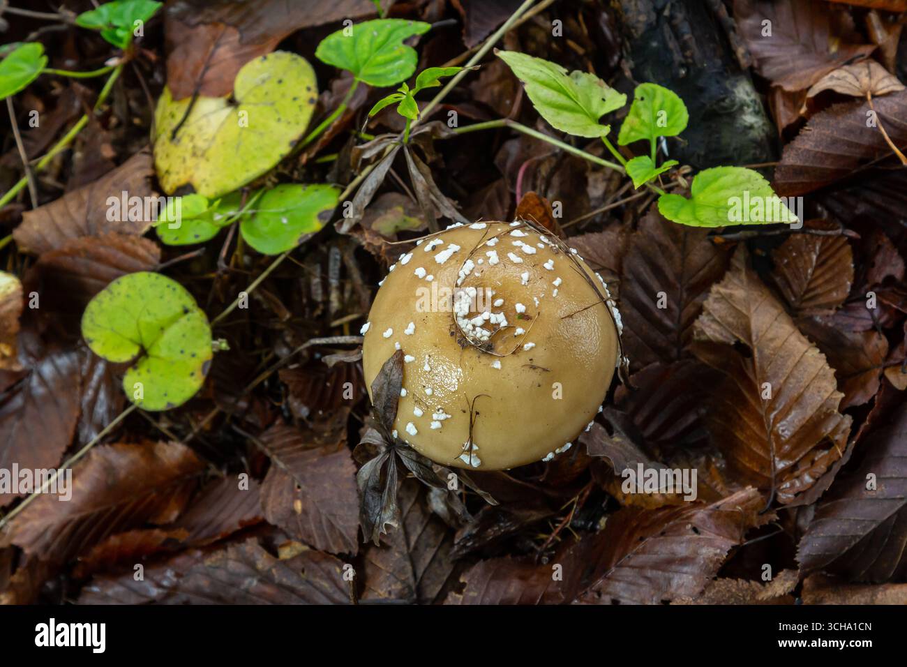L'Amanita pantherina, o il Panther Cap, un fungo bellissimo e iconico. Un parente ammutinato della musaria Amanita o agarica di mosca, le sue caratteristiche del cappello Foto Stock