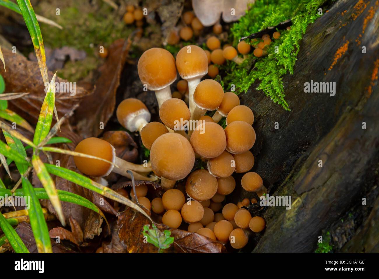 Gruppi di funghi Stereum hirsutum e Psathyrella emergono dalla terra umida e foglie cadute in una foresta lussureggiante. Vecchi tronchi e vegetazione li circondano. Foto Stock