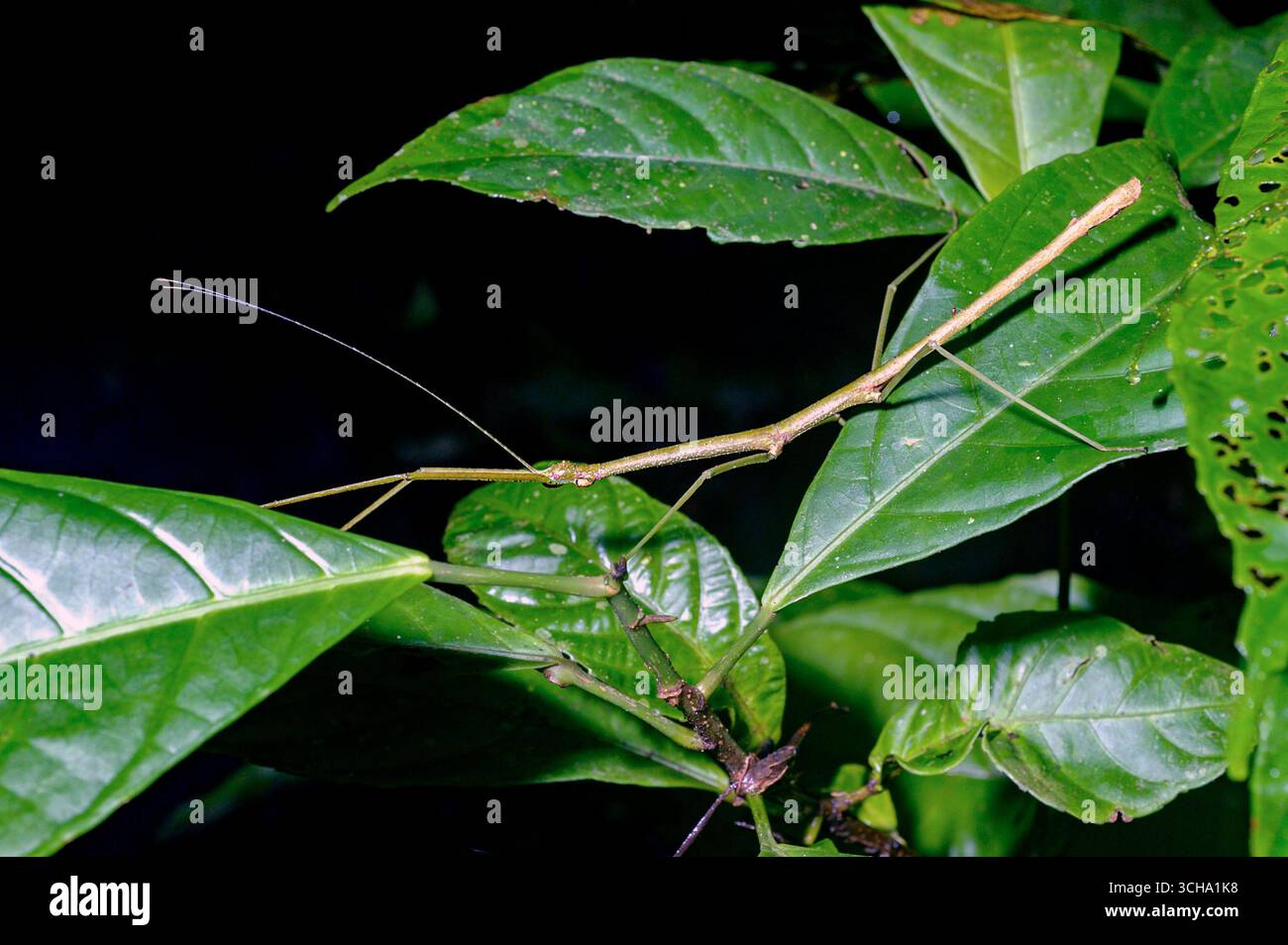 Insetto bastone verde non identificato (ordine Phasmatodea) da la Selva, Ecuador. Foto Stock