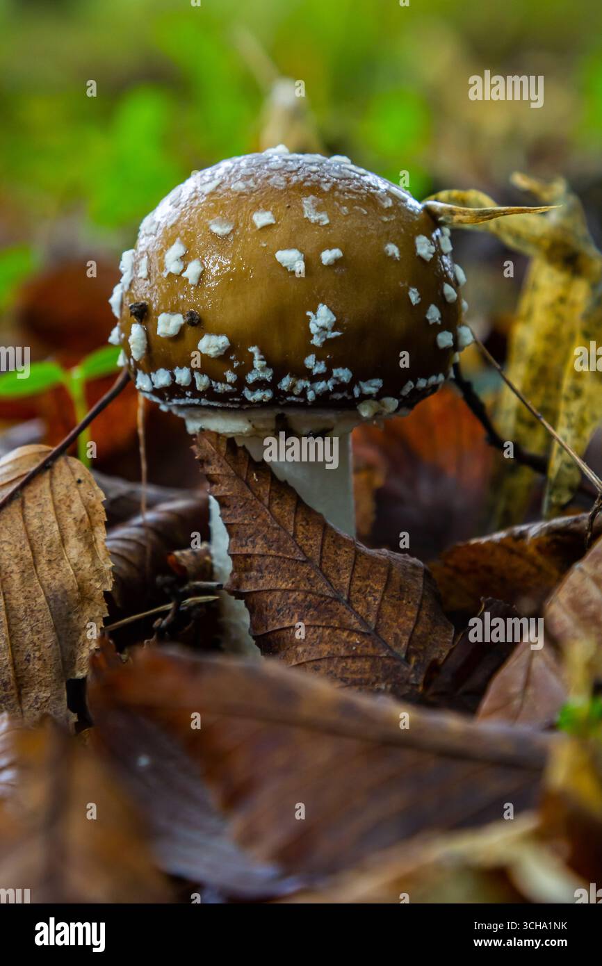 L'Amanita pantherina, o il Panther Cap, un fungo bellissimo e iconico. Un parente ammutinato della musaria Amanita o agarica di mosca, le sue caratteristiche del cappello Foto Stock