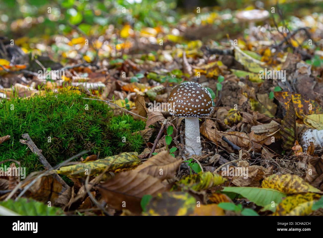 L'Amanita pantherina, o il Panther Cap, un fungo bellissimo e iconico. Un parente ammutinato della musaria Amanita o agarica di mosca, le sue caratteristiche del cappello Foto Stock