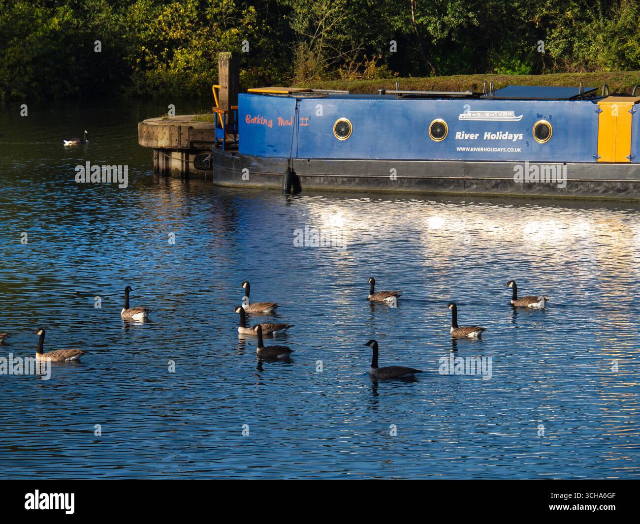 Questo bel gruppo di oche del Canada naviga di fronte a una casa galleggiante ormeggiata sul Tamigi presso Sandford Lock. La branta canadensis è originaria delle regioni artiche e temperate del Nord America ed è stata introdotta con successo nel Regno Unito. Ora può essere visto praticamente ovunque intorno al Tamigi. Mentre questa specie è naturalmente migratrice, molte oche canadesi con sede nel Regno Unito trovano habitat adatti per trascorrere l'inverno nel paese, Foto Stock