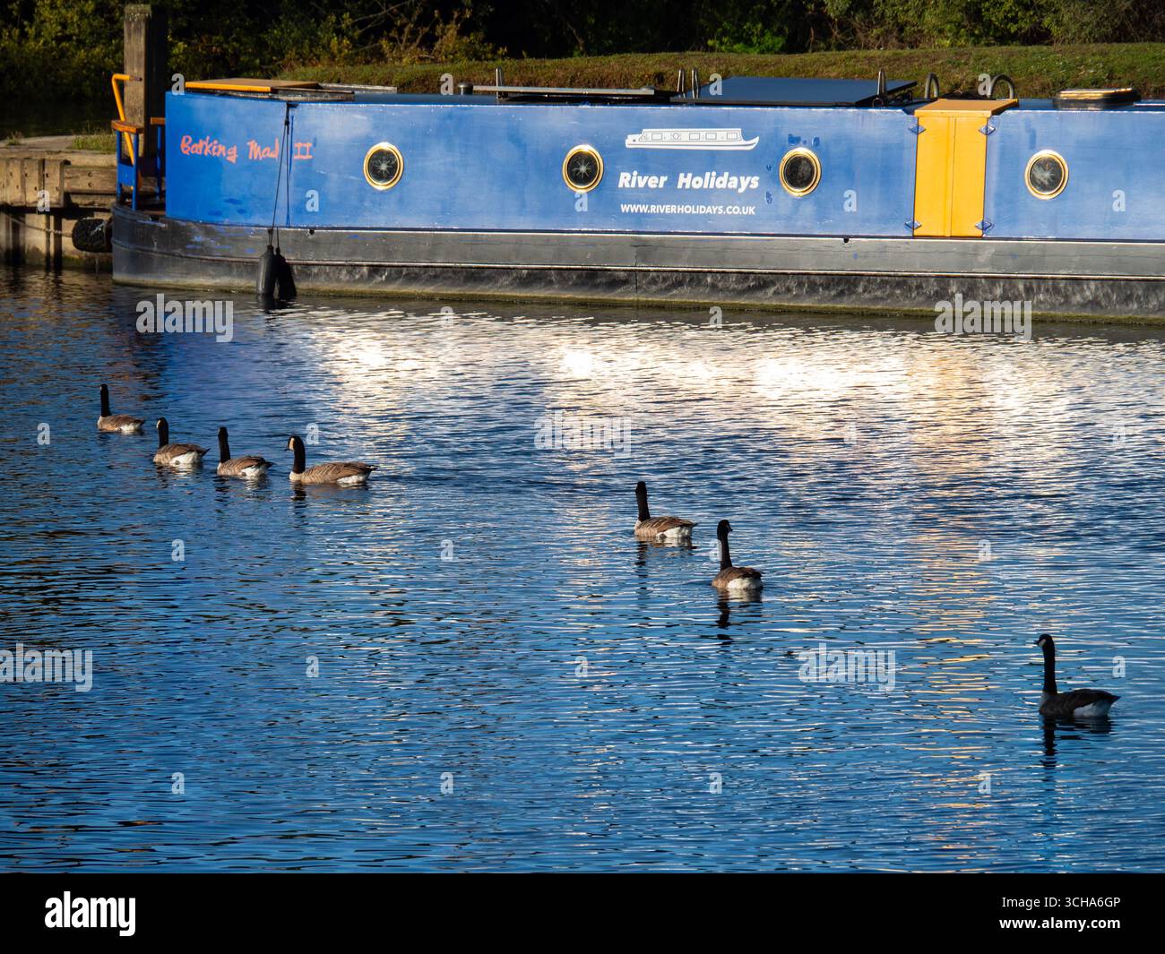 Questo bel gruppo di oche del Canada naviga di fronte a una casa galleggiante ormeggiata sul Tamigi presso Sandford Lock. La branta canadensis è originaria delle regioni artiche e temperate del Nord America ed è stata introdotta con successo nel Regno Unito. Ora può essere visto praticamente ovunque intorno al Tamigi. Mentre questa specie è naturalmente migratrice, molte oche canadesi con sede nel Regno Unito trovano habitat adatti per trascorrere l'inverno nel paese, Foto Stock