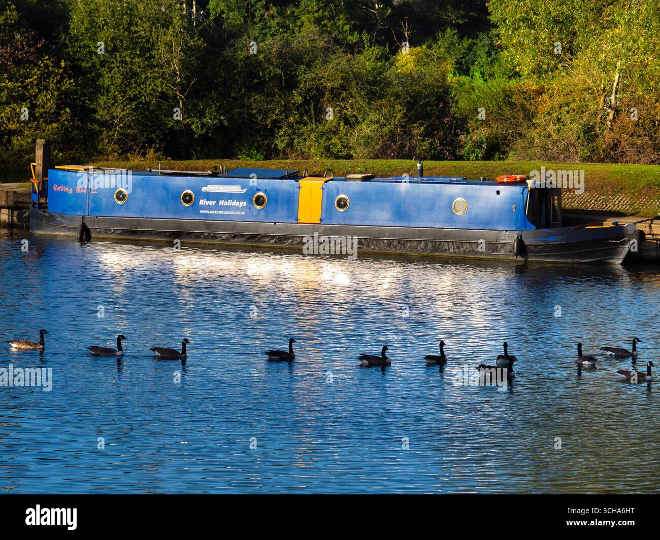 Questo bel gruppo di oche del Canada naviga di fronte a una casa galleggiante ormeggiata sul Tamigi presso Sandford Lock. La branta canadensis è originaria delle regioni artiche e temperate del Nord America ed è stata introdotta con successo nel Regno Unito. Ora può essere visto praticamente ovunque intorno al Tamigi. Mentre questa specie è naturalmente migratrice, molte oche canadesi con sede nel Regno Unito trovano habitat adatti per trascorrere l'inverno nel paese, Foto Stock