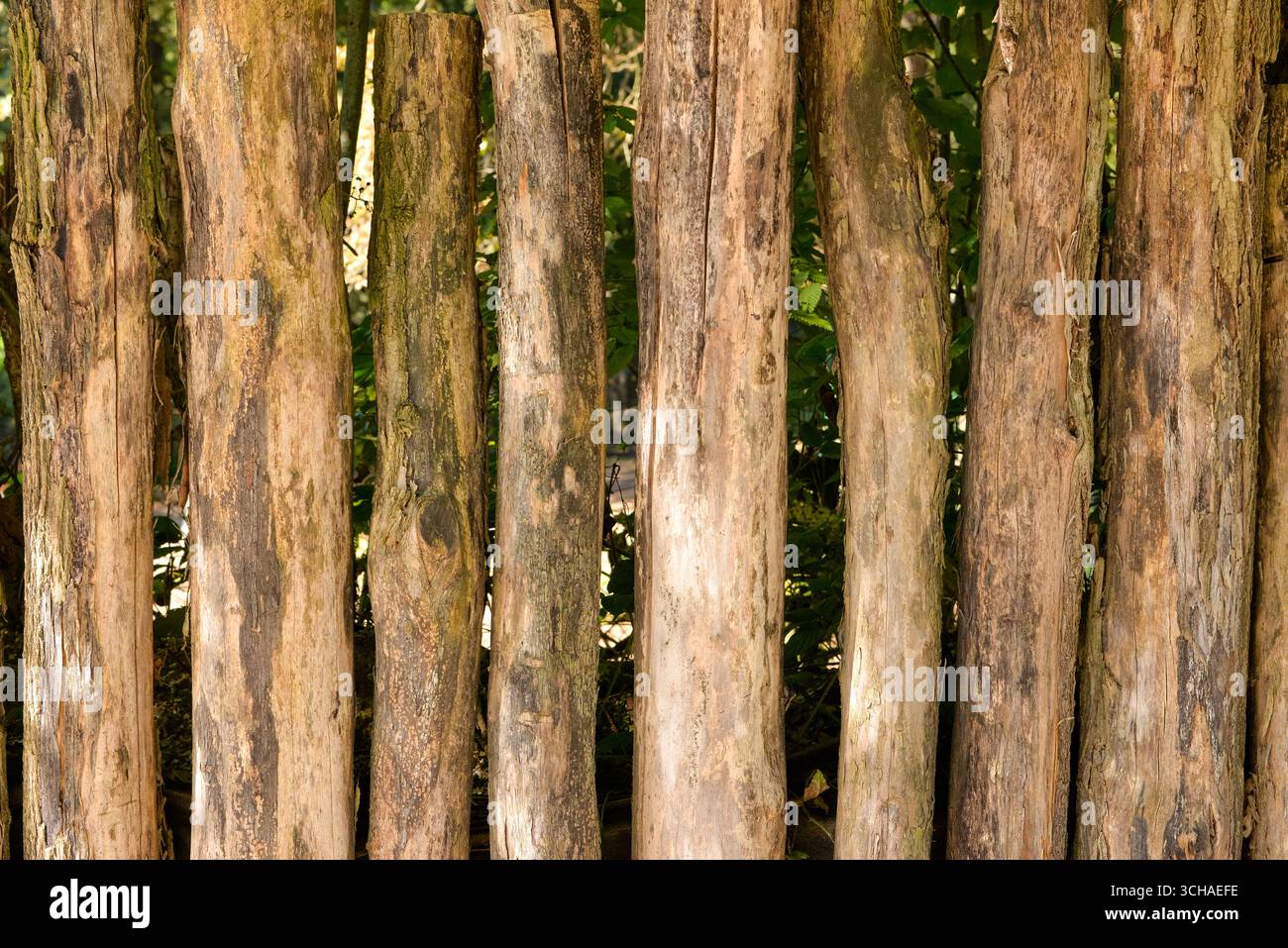 Tavole orizzontali in legno con grana visibile e segni di usura, ideali per design rustico o sfondi naturali Foto Stock