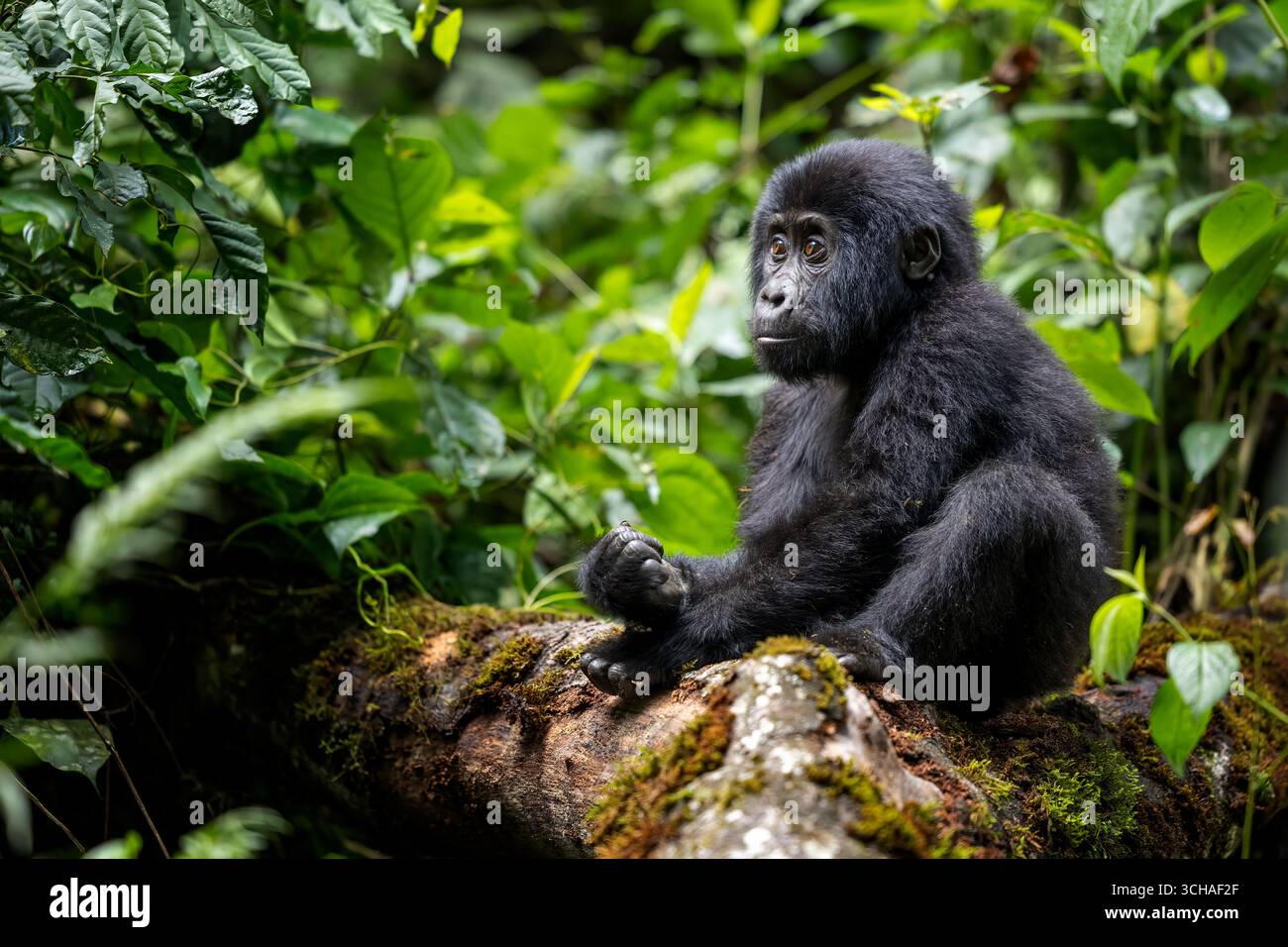 Grazioso gorilla di montagna giovanile [Gorilla beringei beringei], Parco Nazionale impenetrabile di Bwindi, Uganda, Africa Foto Stock