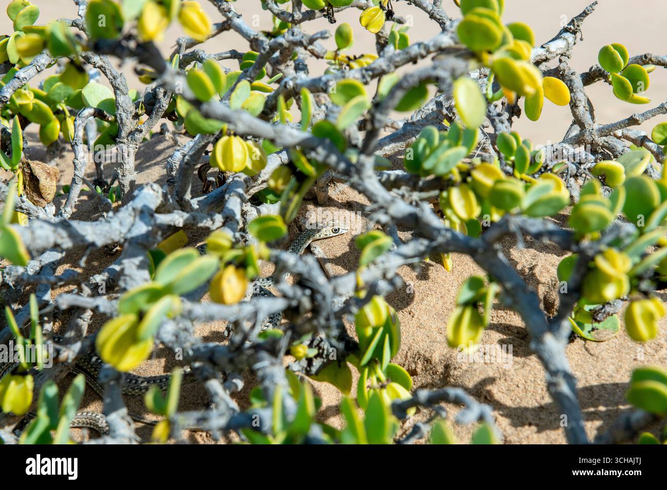 Serpente da corsa di sabbia del Capo nascosto nella vegetazione delle dune Foto Stock
