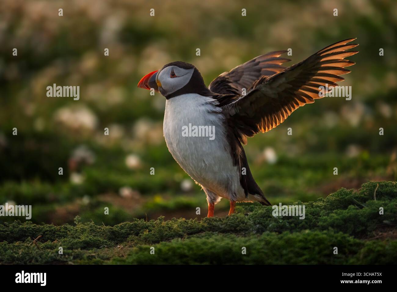 La puffin atlantica (Fratercula arctica) spalanca le ali retroilluminate dall'alba su Skomer Island nel Pembrokeshire, Galles Foto Stock
