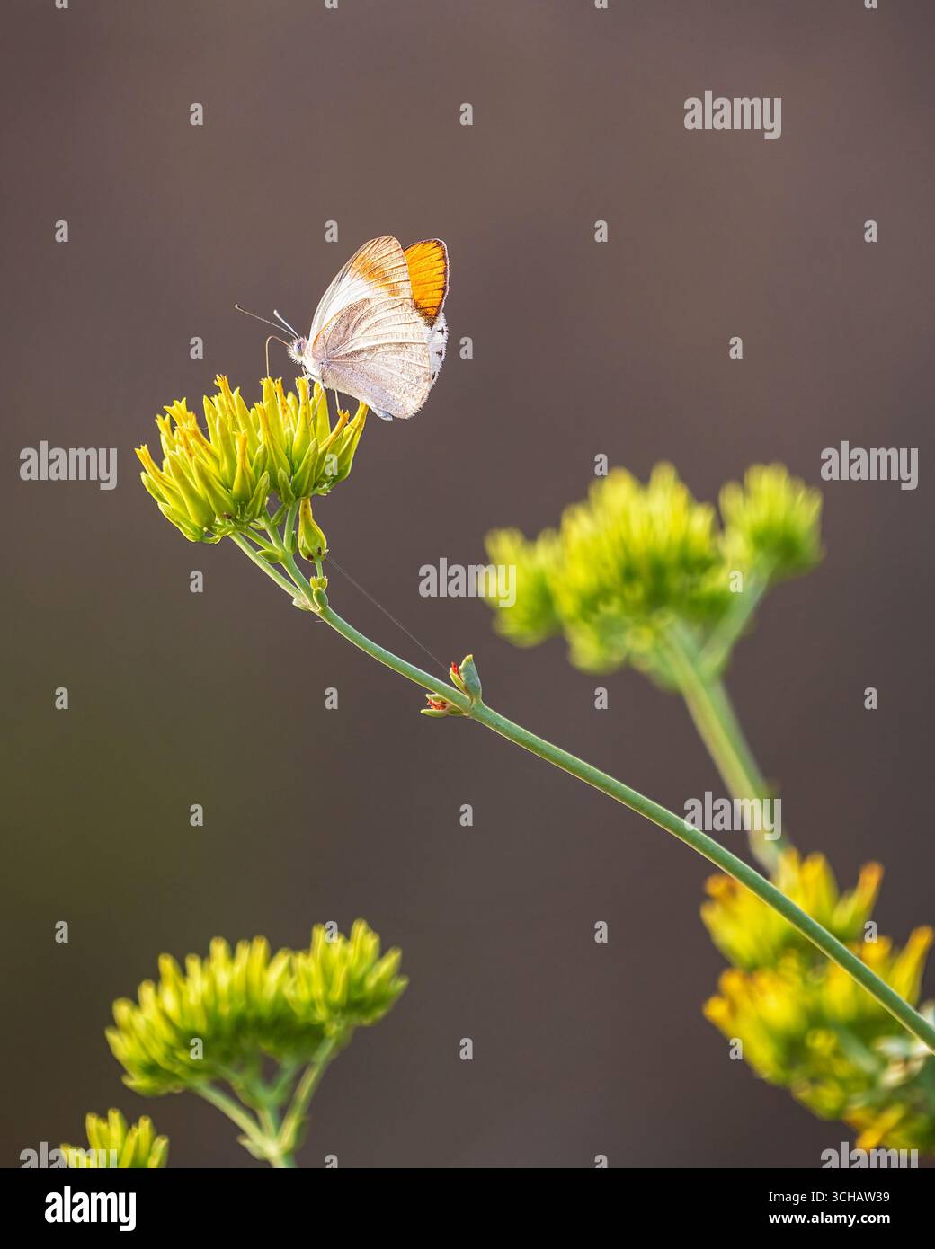 Farfalla con punta di Scarlet o cremisi (Colotis danae) che riposa su un fiore selvatico nella riserva naturale privata di Timbavati in Sud Africa Foto Stock