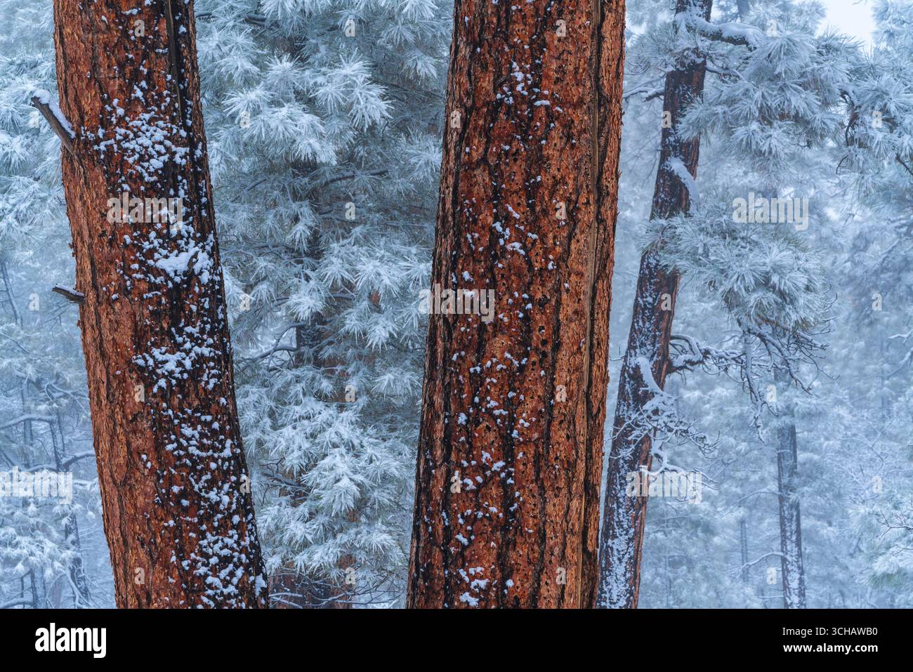 Suggestiva foresta di pini ponderosa ricoperta di neve lungo il South Rim del Parco Nazionale del Grand Canyon dell'Arizona Foto Stock
