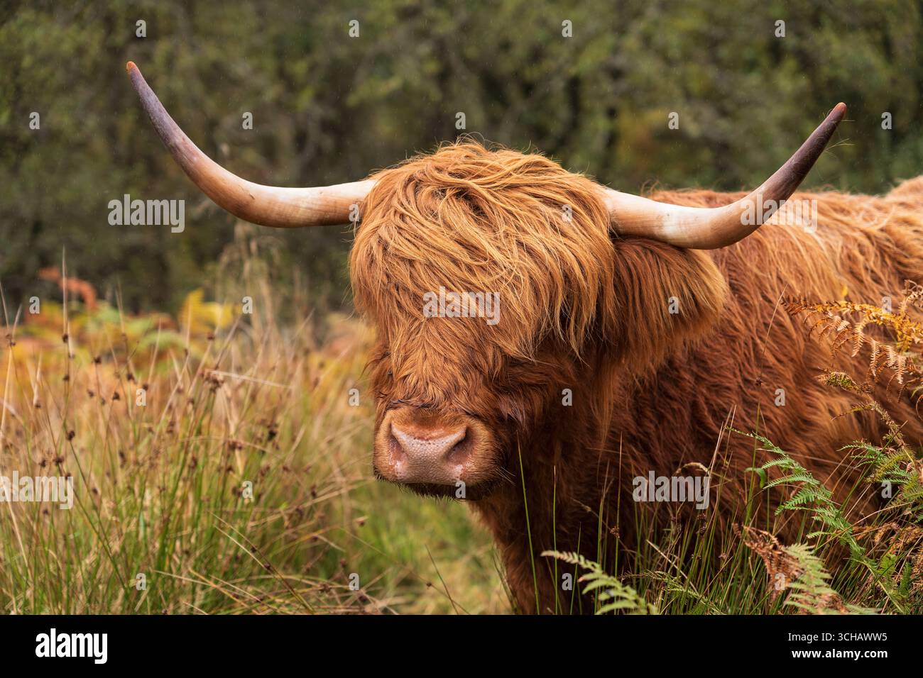 L'iconico "Coo" delle Highland vicino a Loch Awe in Scozia Foto Stock