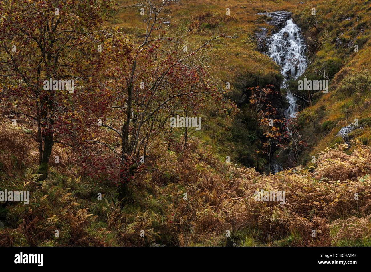 Cascata Vernal sulla collina ricoperta di salamoie vicino a Glencoe durante l'autunno nelle Highlands scozzesi Foto Stock