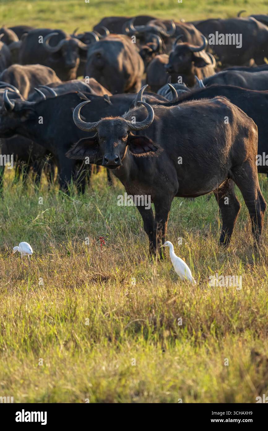 Ritratto di Cape Buffalo (Syncerus Coffer caffe) nel Parco Nazionale di Akagera, Ruanda Foto Stock