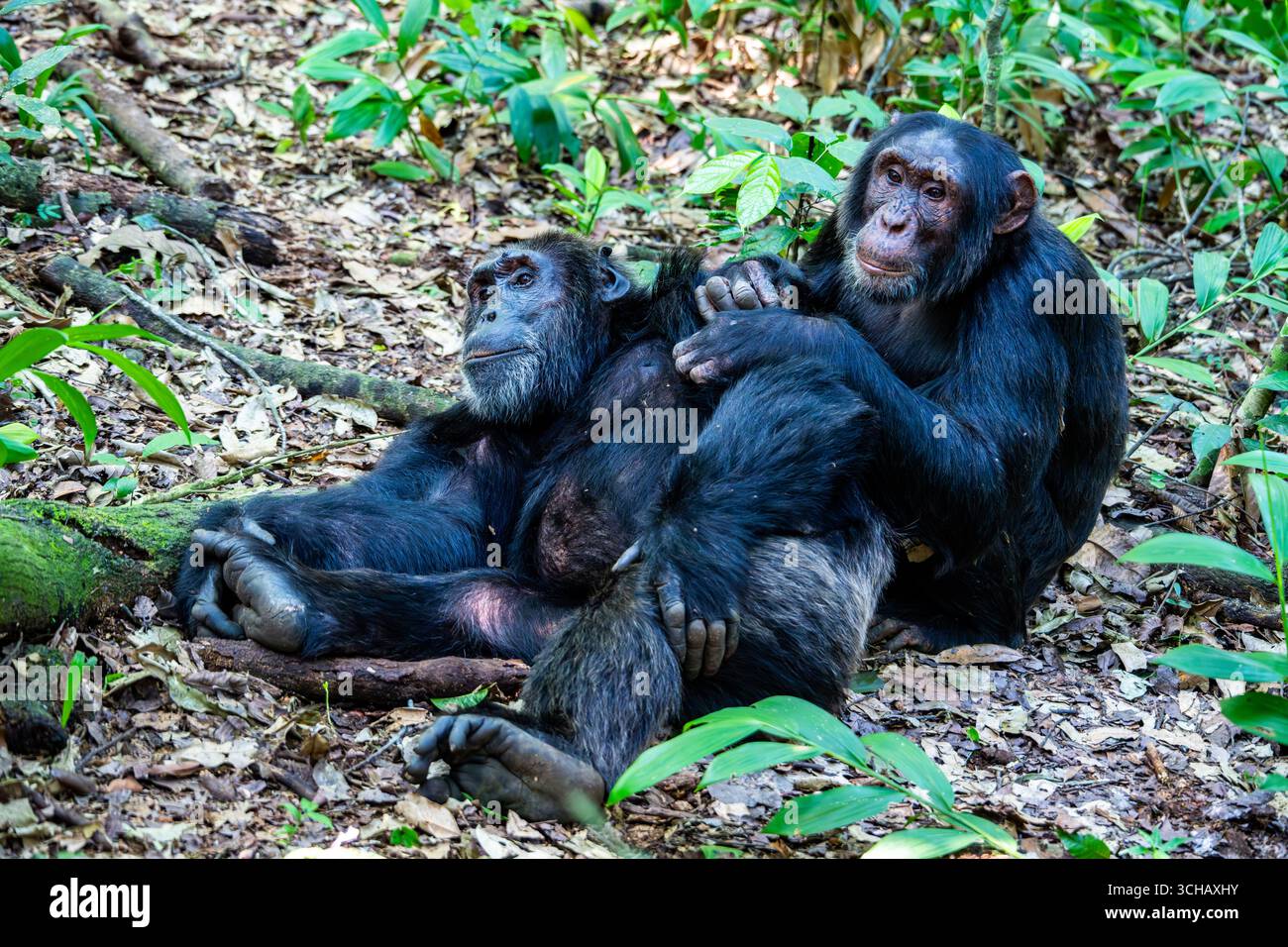 Il maschio dominante Chimpanzee (Pan troglodytes) del gruppo familiare curato da una femmina. Kibale National Park, Uganda, Africa. Foto Stock