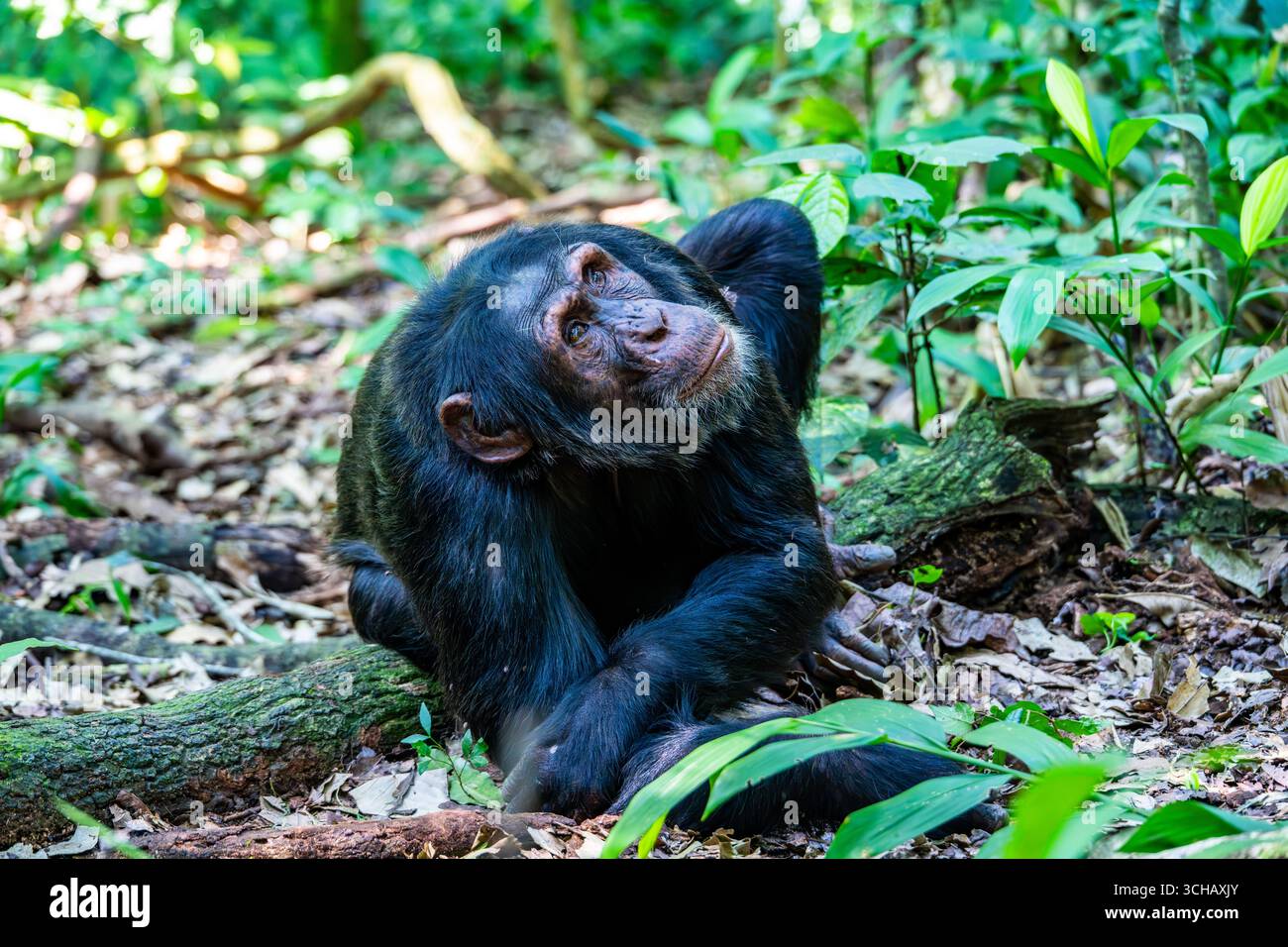Una femmina scimpanzé (Pan troglodytes) che guarda in alto sugli alberi. Kibale National Park, Uganda, Africa. Foto Stock