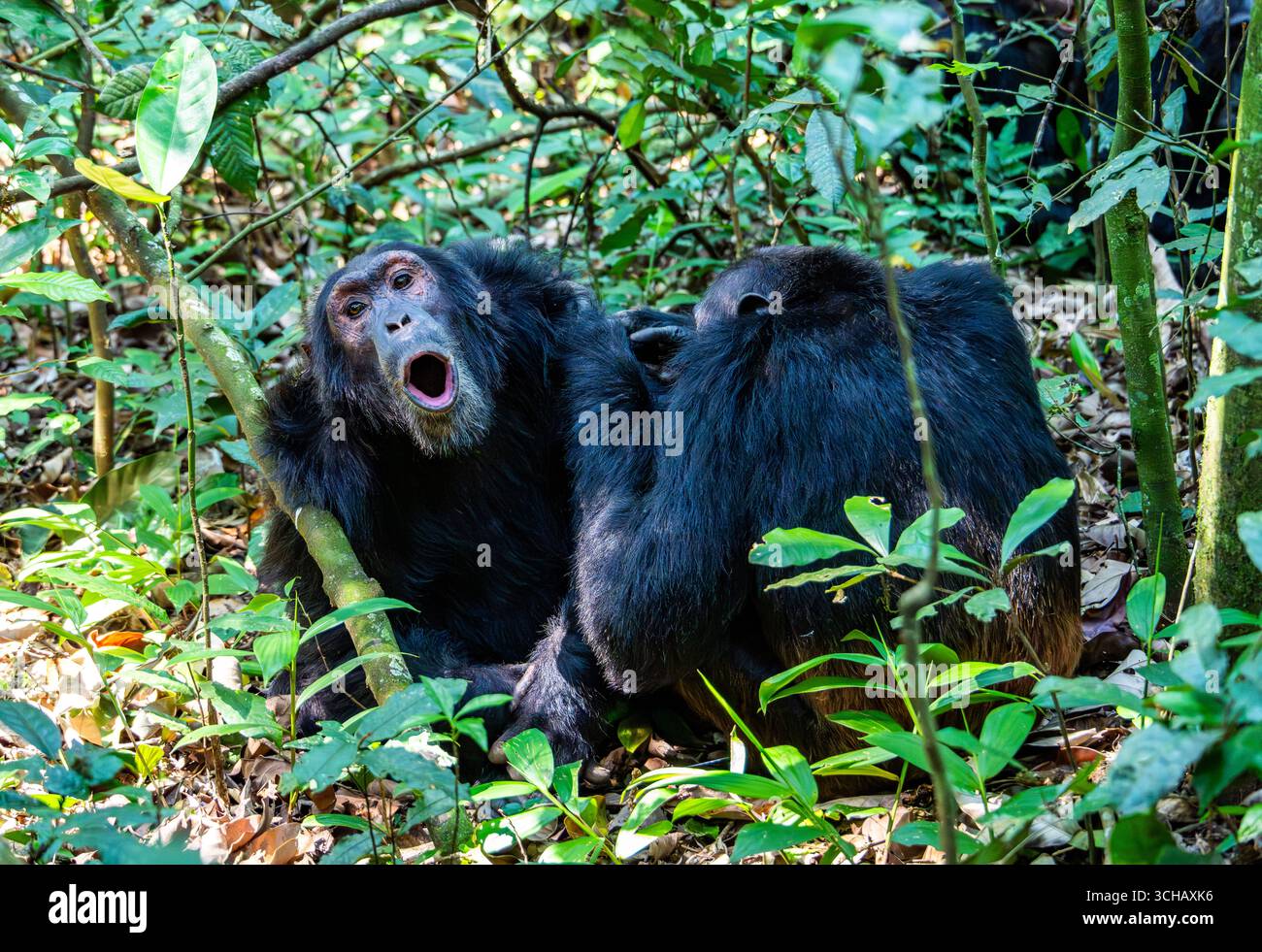 Scimpanzé selvatici (Pan troglodytes) nella foresta, uno sta accumulando mentre viene curato. Kibale National Park, Uganda, Africa. Foto Stock