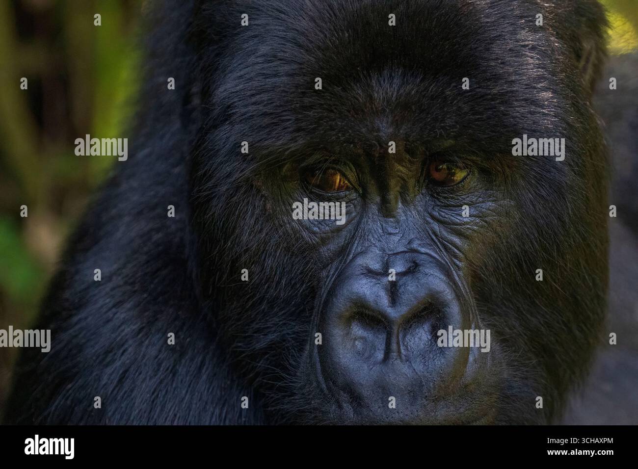 Ritratto del gorilla silverback (Gorilla gorilla berengei) della famiglia Umabanu nel Parco Nazionale dei Vulcani in Ruanda Foto Stock