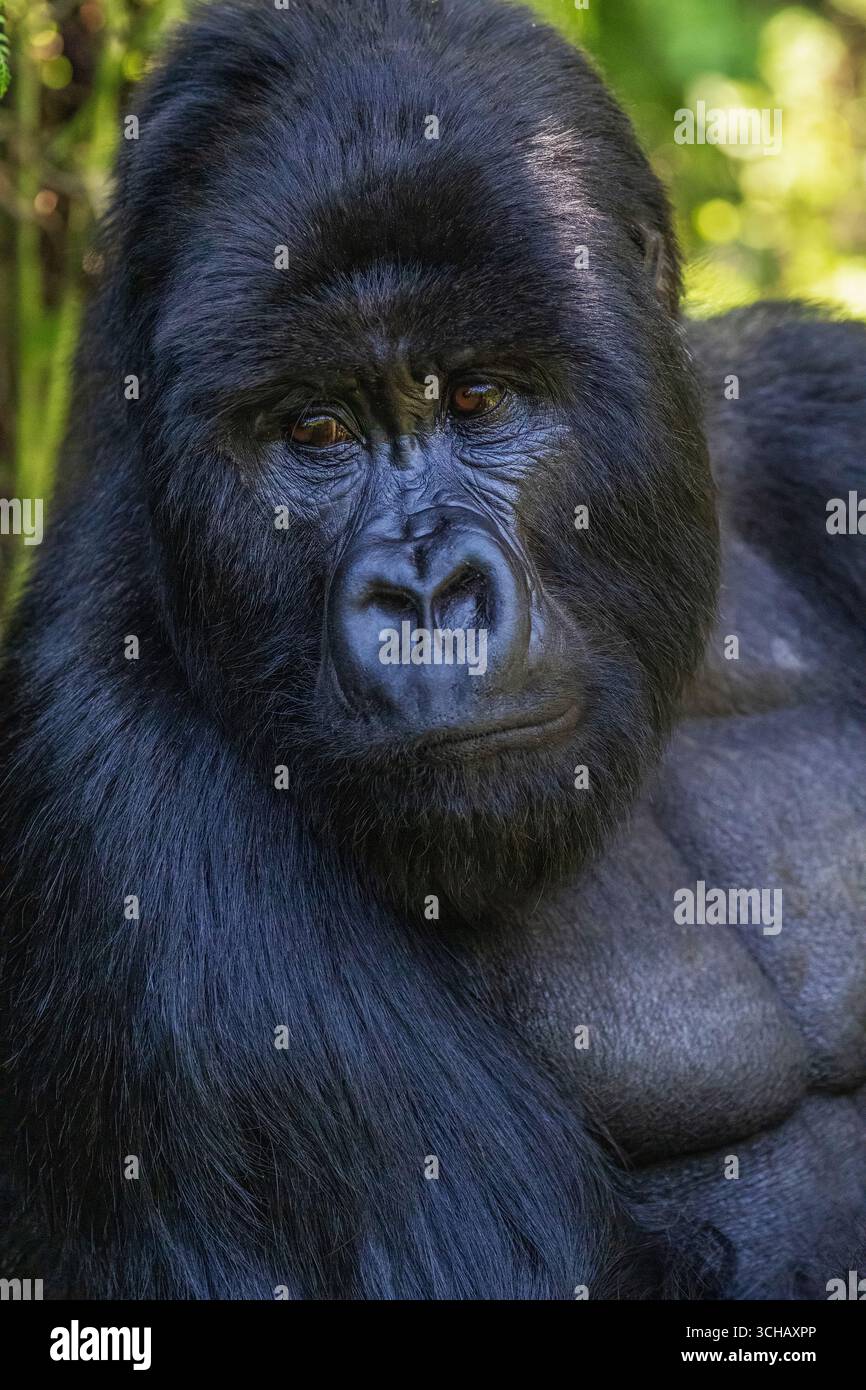 Ritratto del gorilla silverback (Gorilla gorilla berengei) della famiglia Umabanu nel Parco Nazionale dei Vulcani in Ruanda Foto Stock