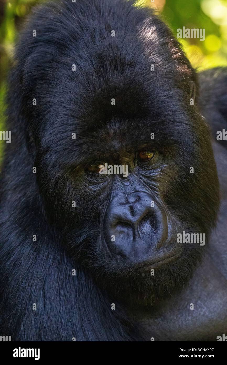 Ritratto del gorilla silverback (Gorilla gorilla berengei) della famiglia Umabanu nel Parco Nazionale dei Vulcani in Ruanda Foto Stock