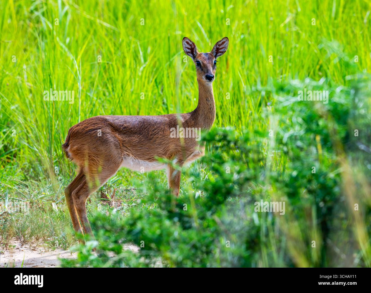 Antilope di Oribi (Ourebia ourebi) nelle boccole. Murchison Falls National Park, Uganda, Africa. Foto Stock