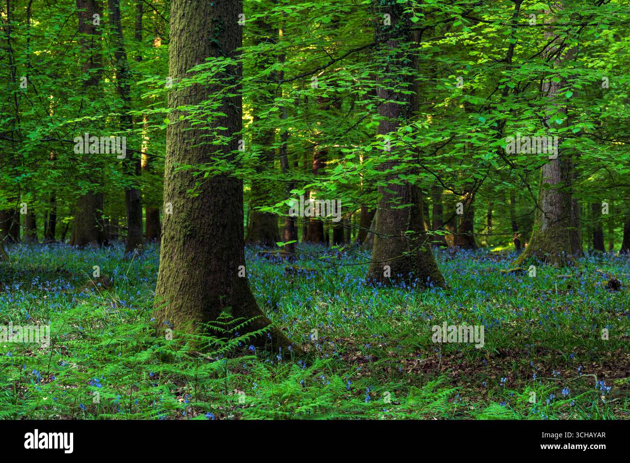 Splendido bosco di campanili vicino a Soudley nella foresta di Dean nel Gloucestershire, Inghilterra Foto Stock