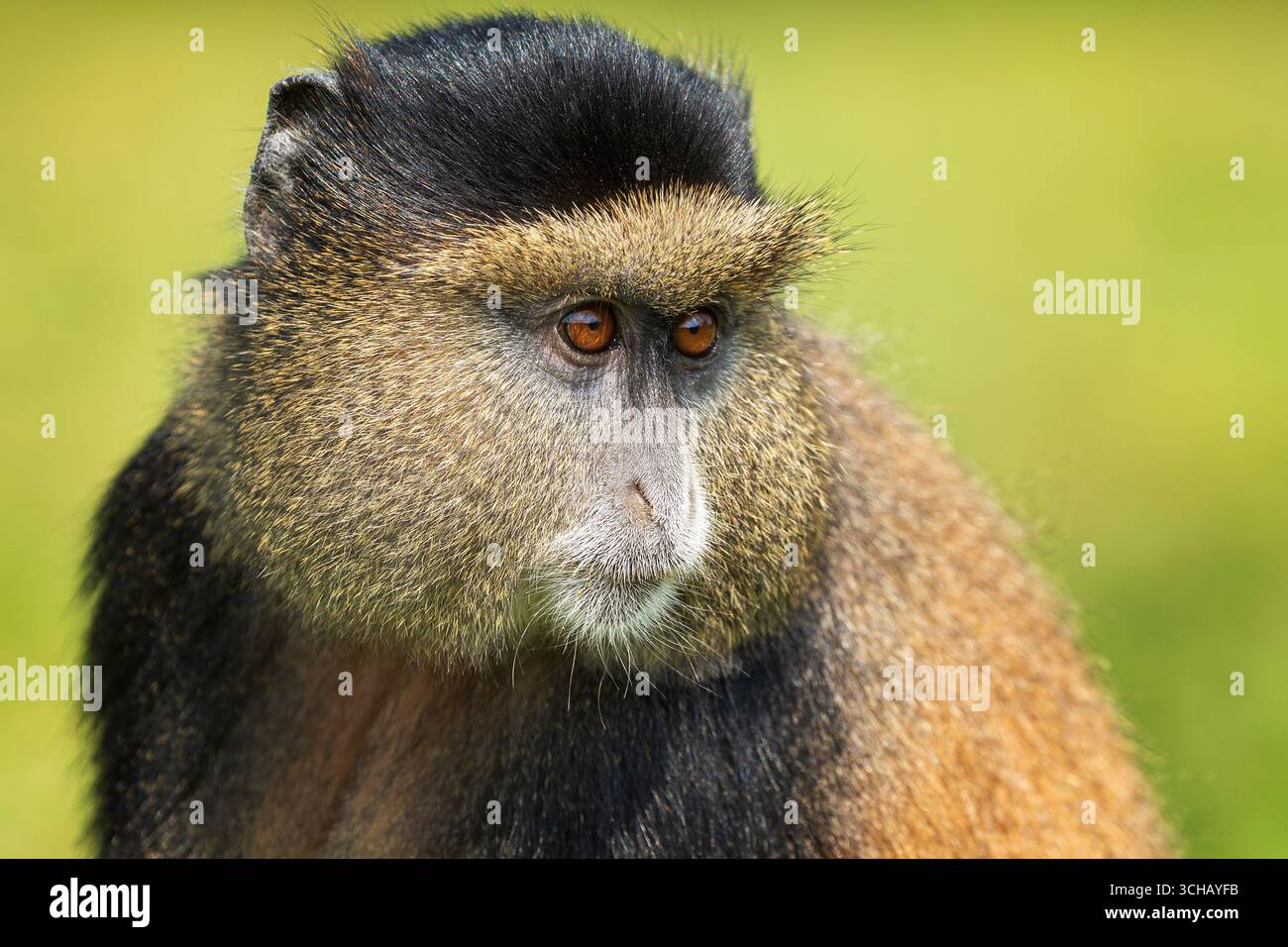 Ritratto di una scimmia dorata (Cercopithecus kandti) nel Parco Nazionale dei Vulcani in Ruanda Foto Stock