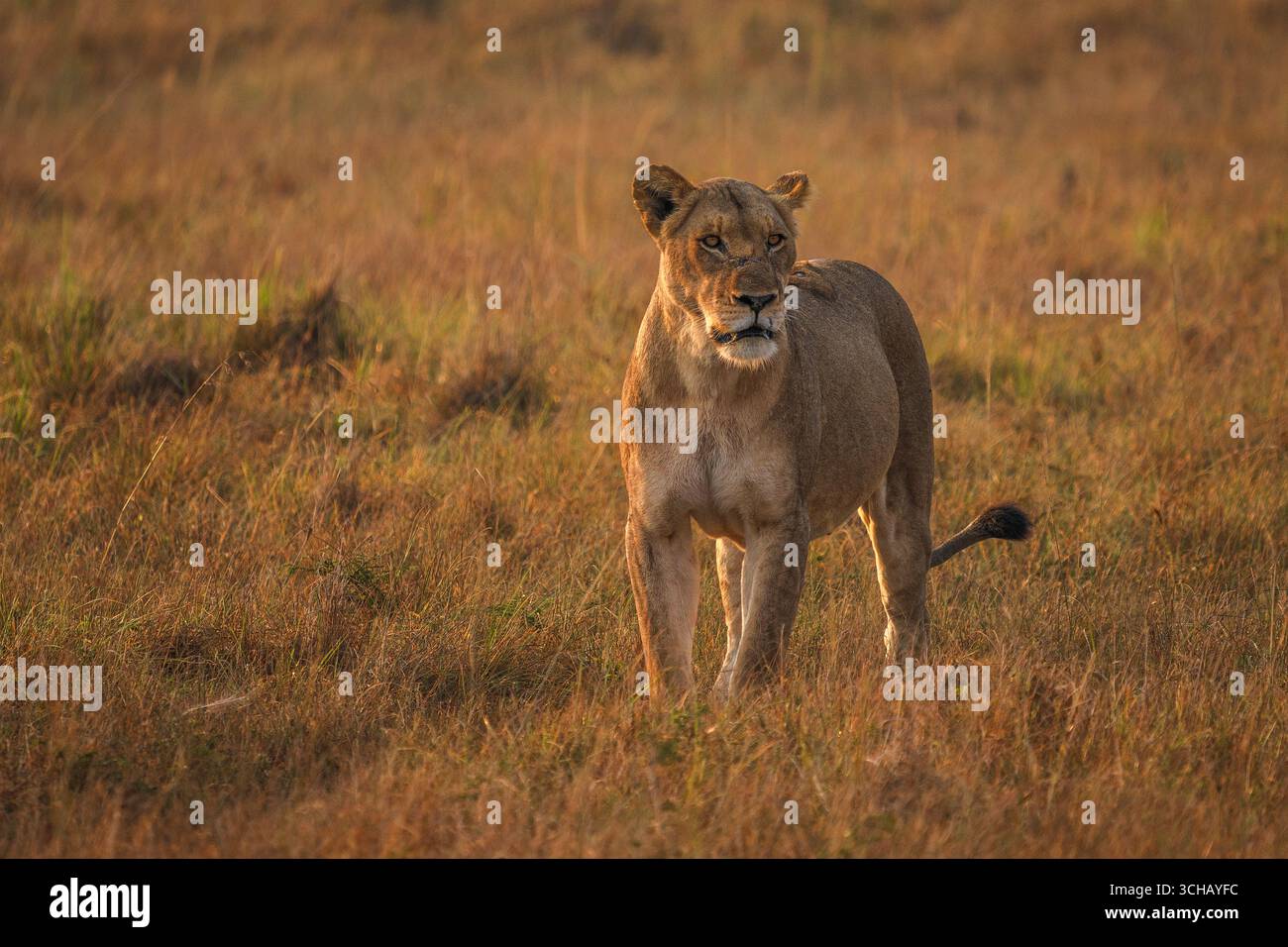 Il leone femminile (Panthera leo) passeggia alla luce del mattino presto sulla prateria della piana di Kilala nel Parco Nazionale di Akagera in Ruanda Foto Stock