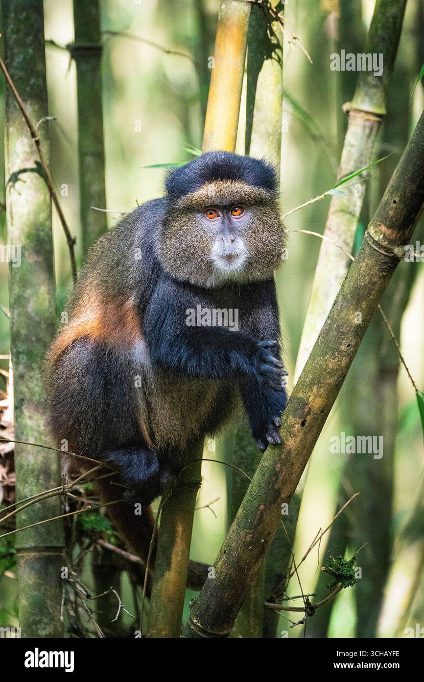 Ritratto di una scimmia dorata (Cercopithecus kandti) nel Parco Nazionale dei Vulcani in Ruanda Foto Stock