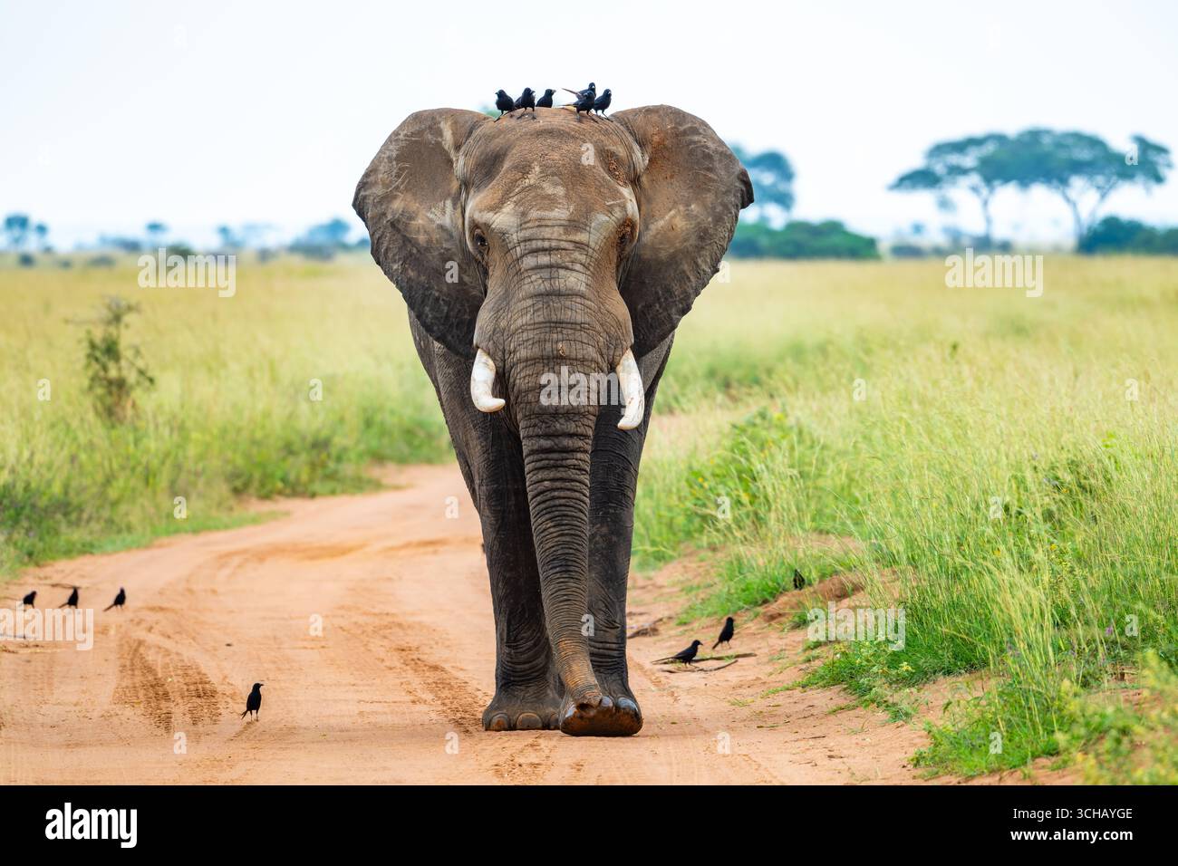 Un elefante africano adulto (Loxodonta africana) che cammina su una strada del parco, con Piapiacs sulle spalle. Murchison Falls National Park, Uganda, Africa. Foto Stock