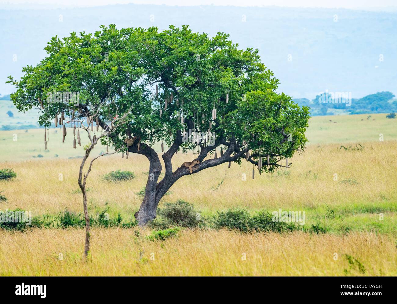 Il comportamento insolito dei leoni arrampicanti sugli alberi (Panthera leo) che riposano su un grande albero. Murchison Falls National Park, Uganda, Africa. Foto Stock