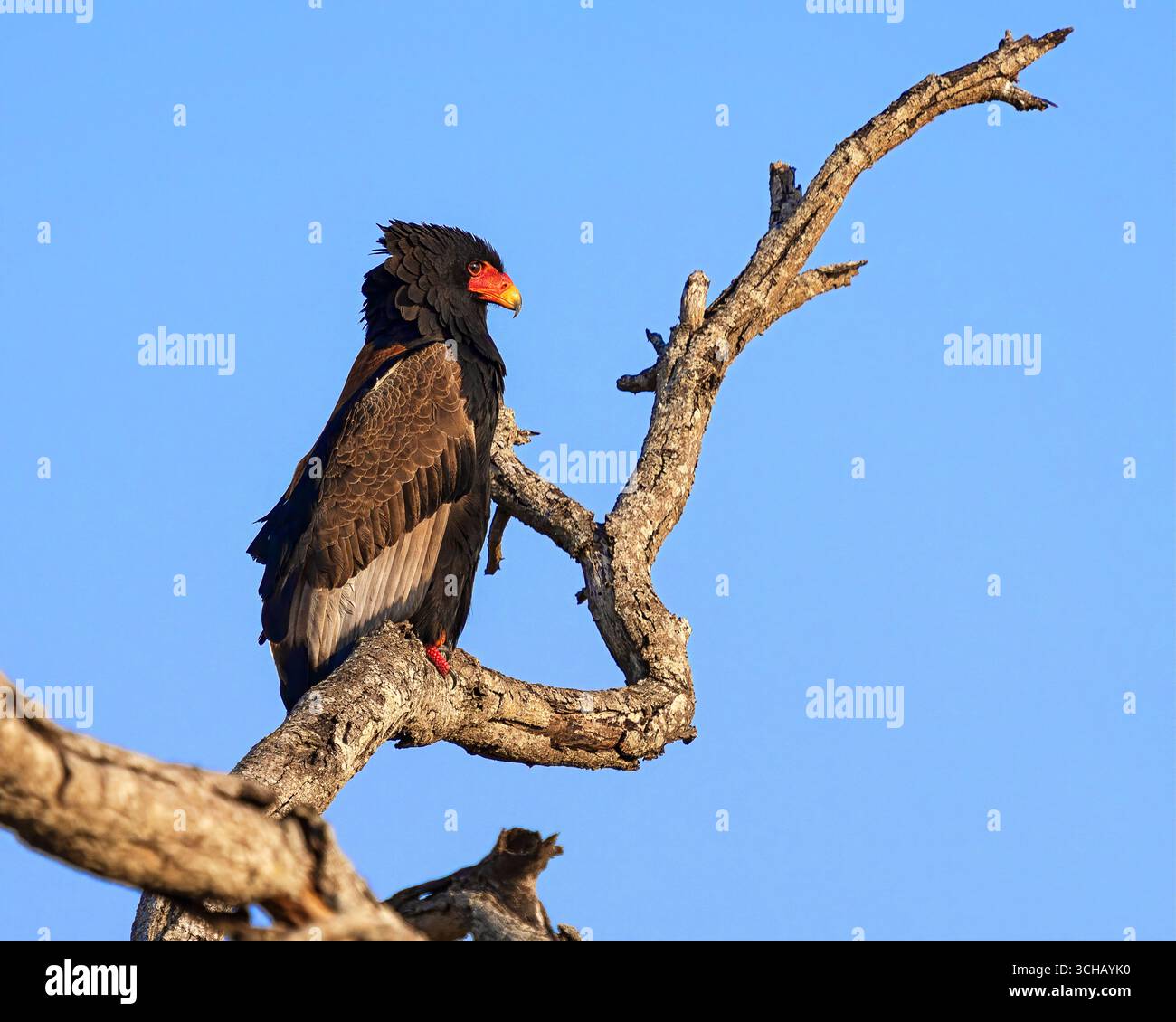 L'aquila di Bateleur (Terathopius ecaudatus), arroccata su un ramo d'albero con cielo blu nella riserva nazionale di Timbavati in Sudafrica Foto Stock