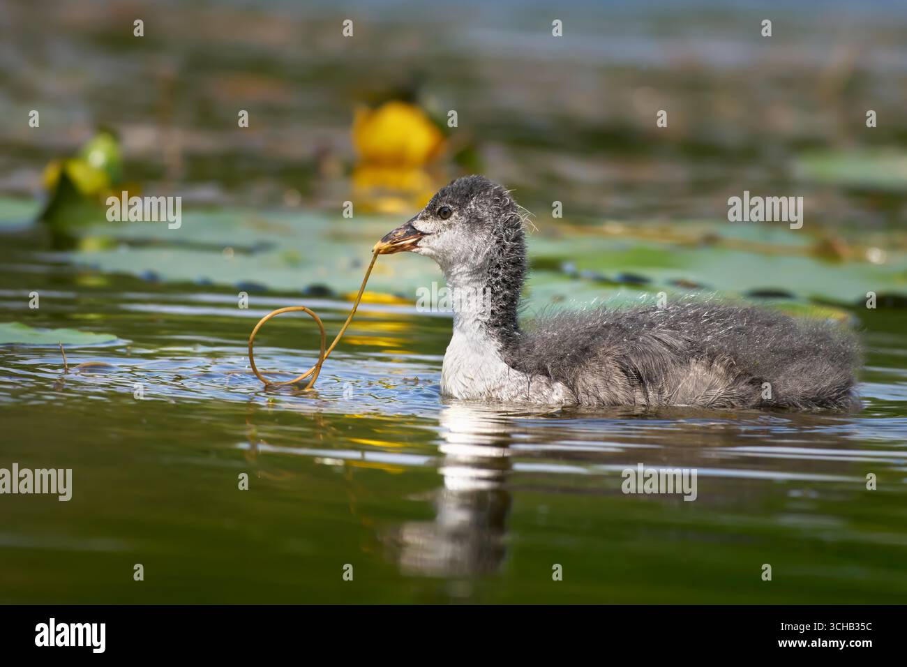 Pulcino eurasiatico (Fulica atra) in piumaggio giovanile con il gambo di una pianta d'acqua nel suo becco Foto Stock