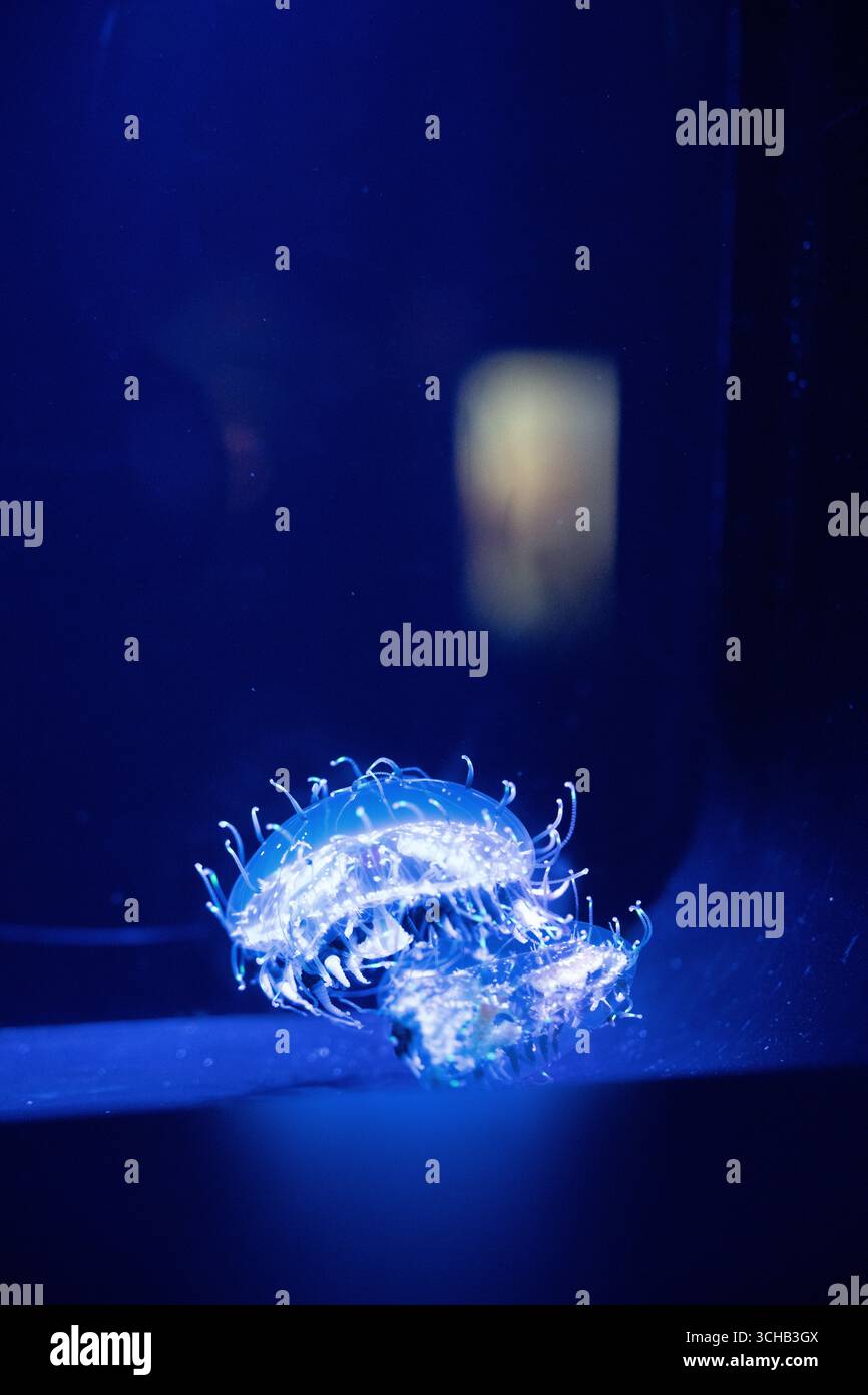 Primo piano di una singola medusa che si illumina sotto la luce blu dell'acquario. Foto Stock