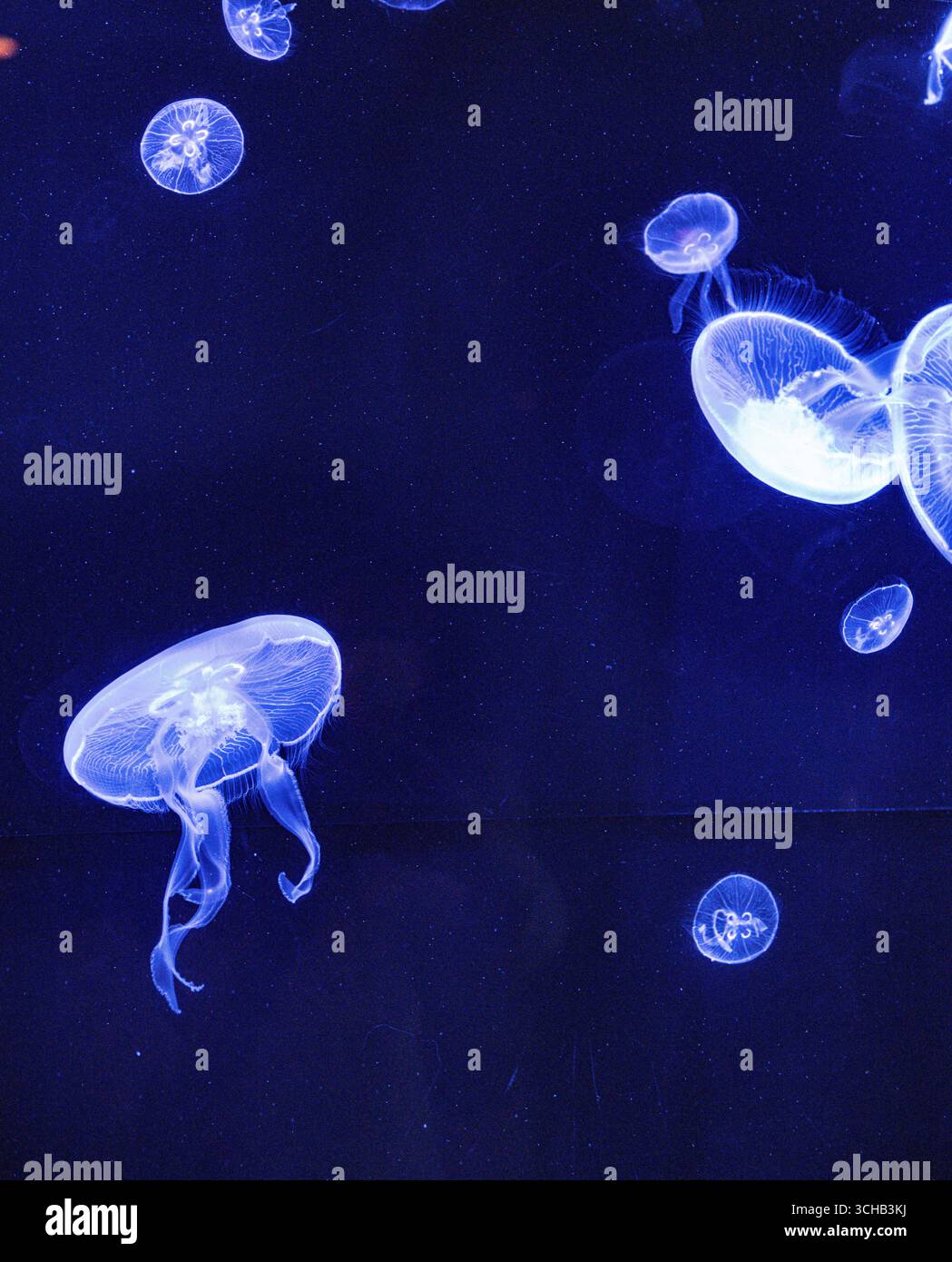 Gruppo di meduse lunari che nuotano nell'acqua blu dell'acquario. Foto Stock