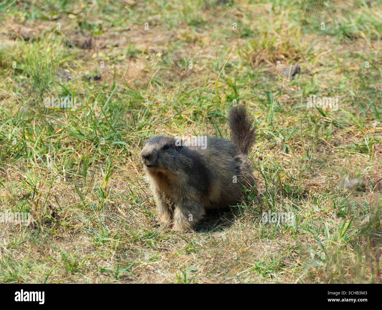 Una marmotta si erge sulle zampe posteriori in un parco zoologico, circondato da erba verde e godendosi un pomeriggio di sole. Foto Stock