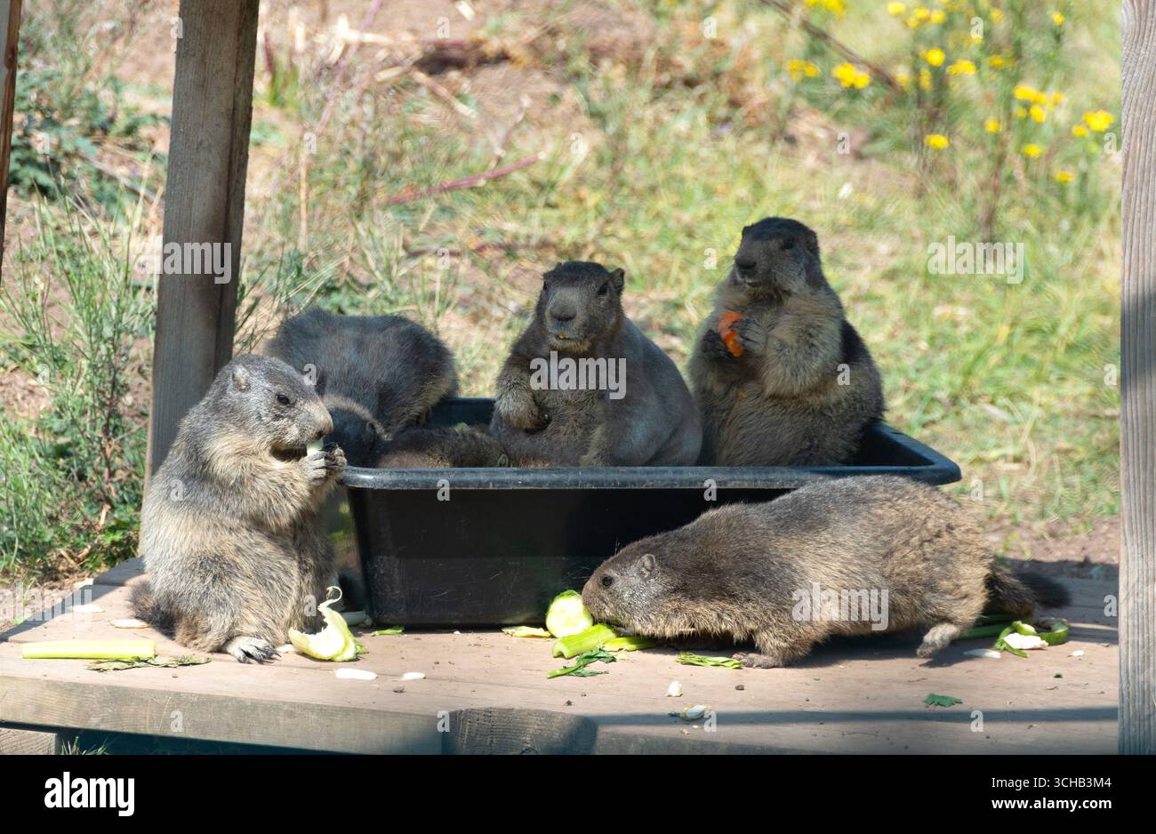 Diverse marmotte si riuniscono intorno a un'area di alimentazione, sgranocchiando verdure in un parco zoologico Foto Stock