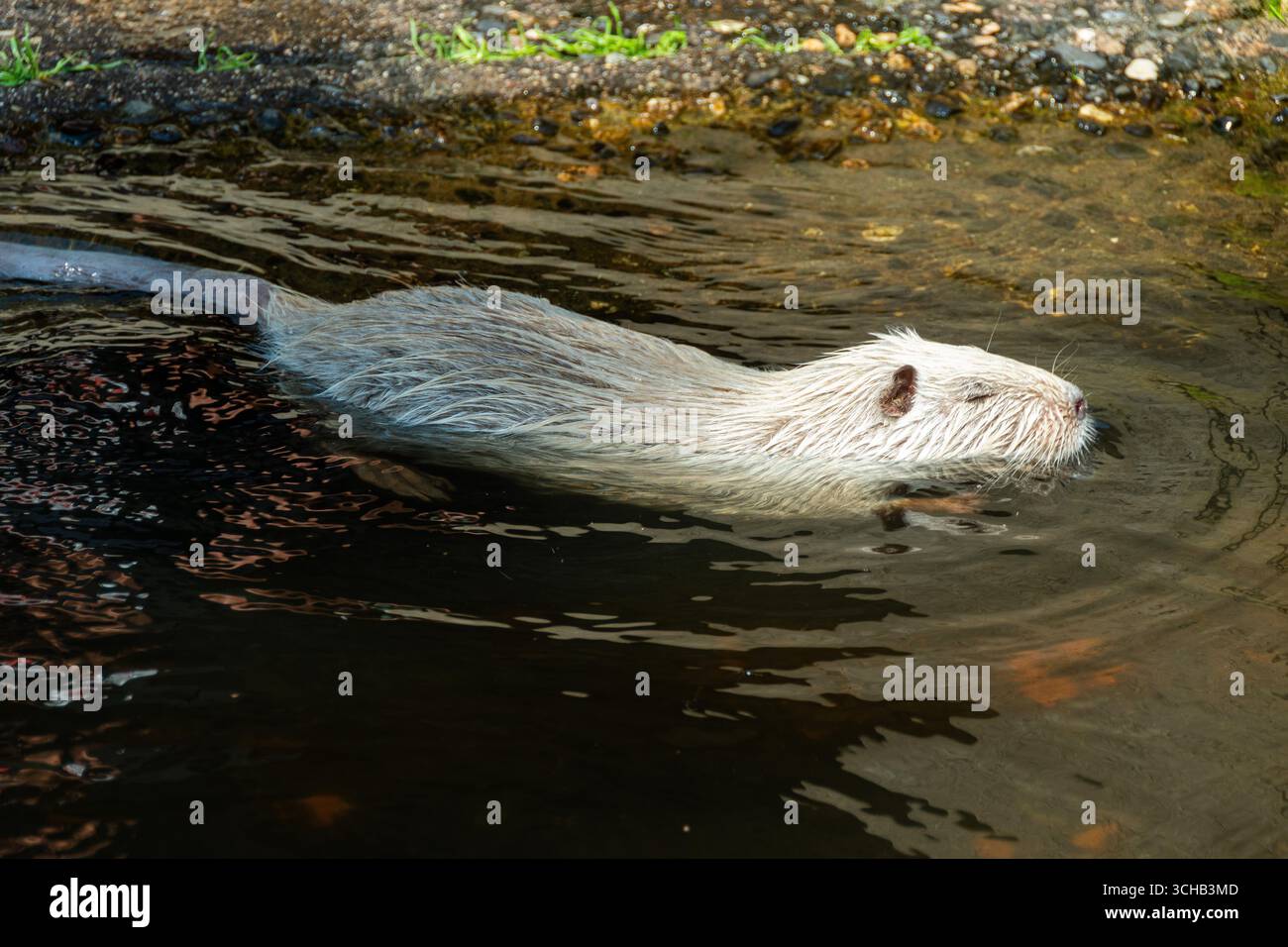 Un coypus miogastro naviga senza sforzo nelle acque calme di uno stagno zoologico del parco in un pomeriggio di sole. Foto Stock