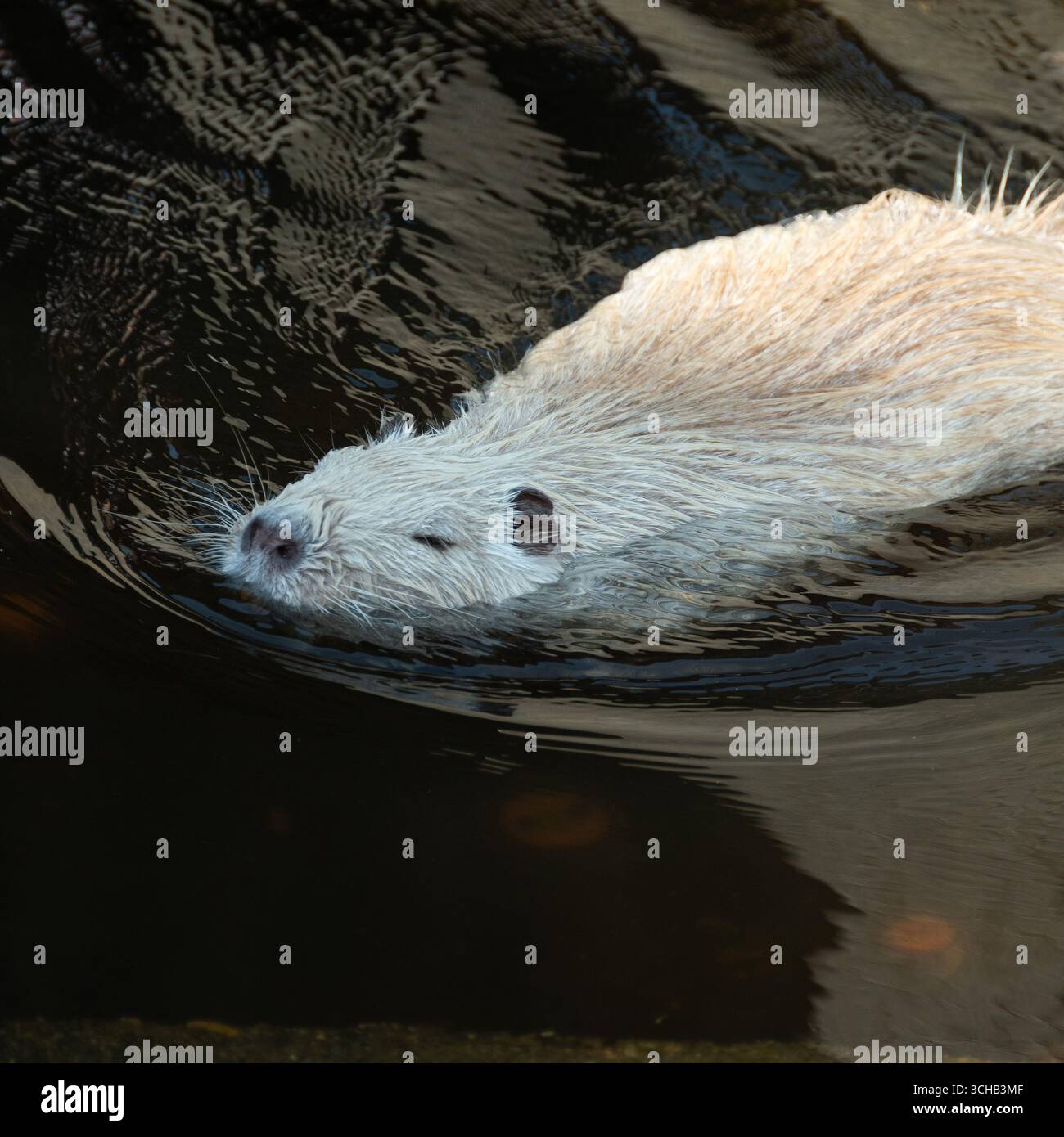 Un coypus miogastro naviga senza sforzo nelle acque calme di uno stagno zoologico del parco in un pomeriggio di sole. Foto Stock