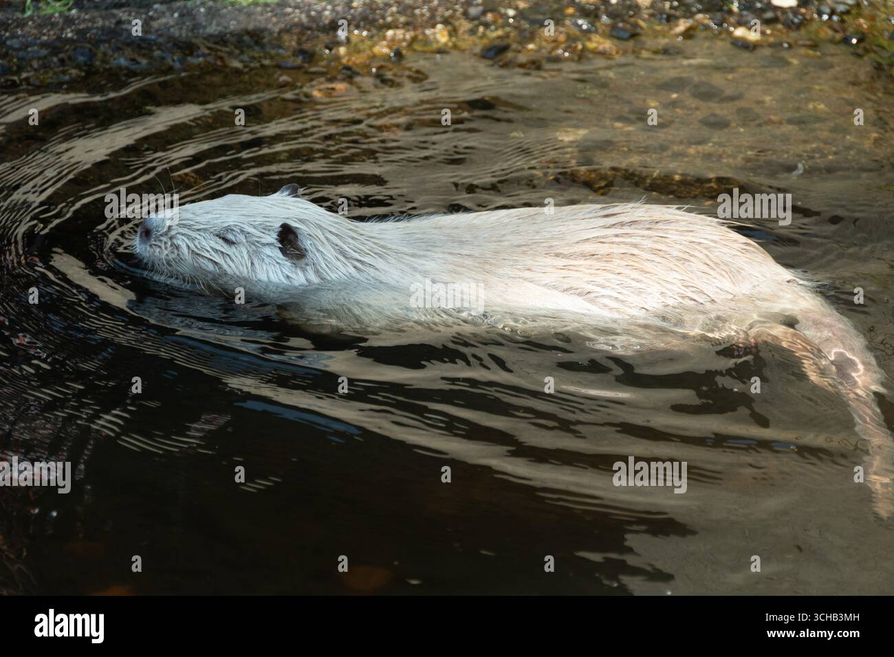 Un coypus miogastro naviga senza sforzo nelle acque calme di uno stagno zoologico del parco in un pomeriggio di sole. Foto Stock