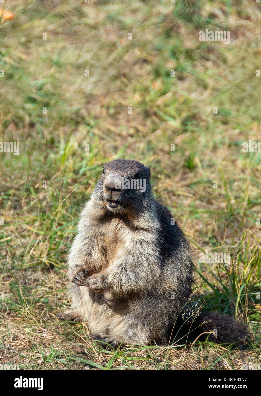 Una marmotta si erge sulle zampe posteriori in un parco zoologico, circondato da erba verde e godendosi un pomeriggio di sole. Foto Stock