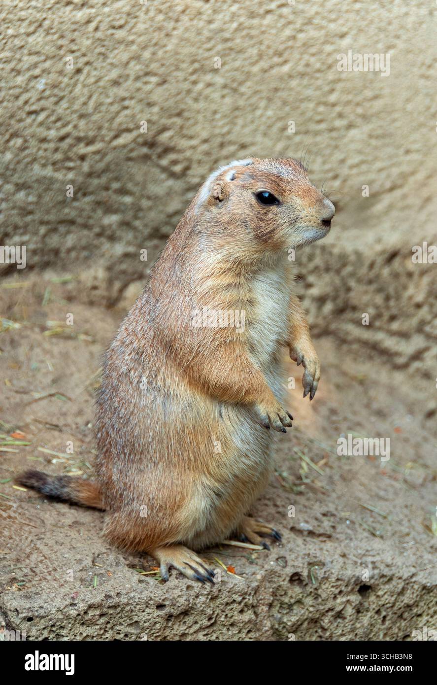 Un cane della prateria è visto nel suo habitat in un parco zoologico. L'animale appare curioso e vigile mentre naviga nel suo ambiente Foto Stock