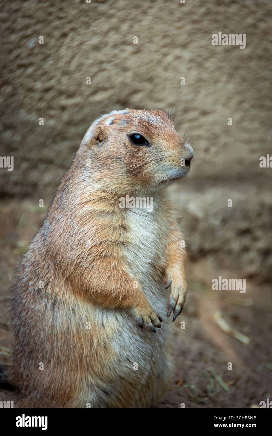 Un cane della prateria è visto nel suo habitat in un parco zoologico. L'animale appare curioso e vigile mentre naviga nel suo ambiente Foto Stock