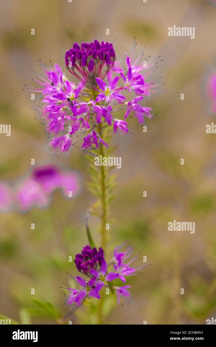 Rocky Mountain Bee Plant, Cleome serrulata, lungo la strada nel Great Sand Dunes National Park and Preserve, Colorado, USA Foto Stock