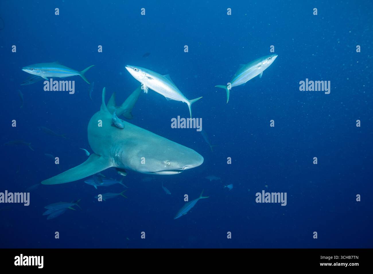 Lo squalo limone nuota con i pesci in acqua blu Foto Stock