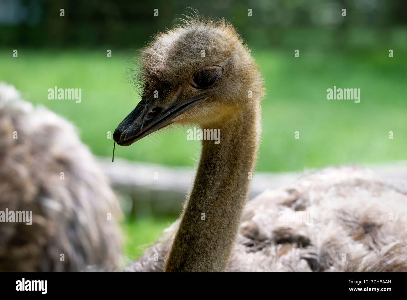 Lo struzzo comune (Struthio camelus), l'uccello vivente più alto e pesante. Foto Stock